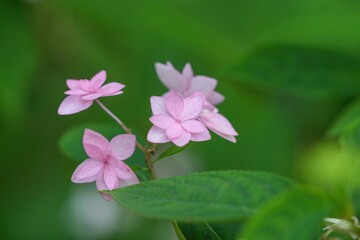 ひっそりと咲く淡いピンクのアジサイの花