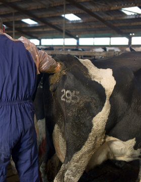 Veterinarian examines a cow rectally on pregnancy in a cowshed. The cow has a numerical freeze brand on its hindquarters