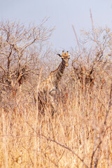 Obraz na płótnie Canvas African giraffes among dry bushes and trees. Chobe National Park.