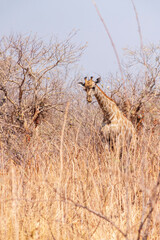 African giraffes among dry bushes and trees. Chobe National Park.