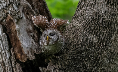 Mama Barred Owl Spreading Her Wings