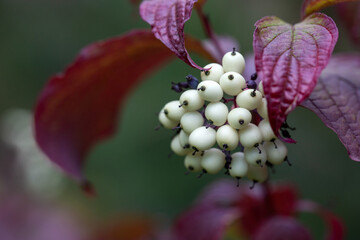 Bright purple leaves and white berries of Cornus alba shrub in autumn garden. Landscaping, gardening.