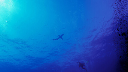 Underwater photo of an Oceanic whitetip shark at the surface