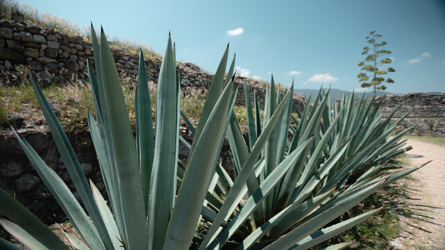 Espad&iacute;n, Agave Oaxaque&ntilde;o para Mezcal