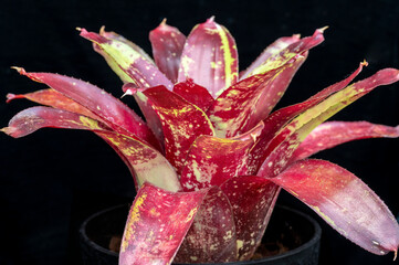 Bromeliad plant: Neoregelia 'Gazpacho', a medium sized Neoregelia bromeliad with brilliant red and...