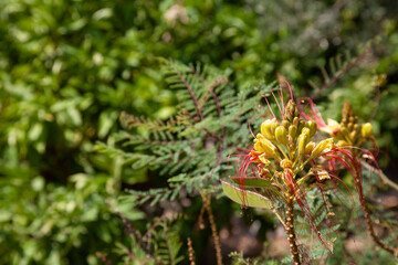 Lumio Corsica on the mediterranean sea