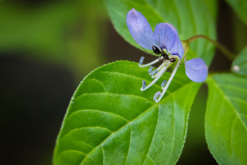 The tiny flowers and grasses that are formed after rainwater are essential to living things.