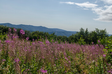 Panorama z połoniny Wetliśńkiej - Bieszczady 