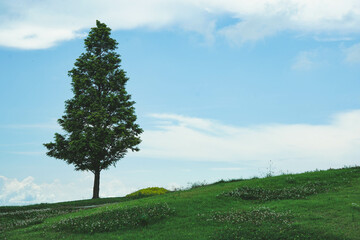 あわじ花さじき　天空の花壇の1本の木