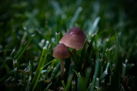 Mushrooms