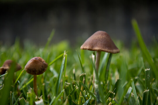 mushroom in the grass