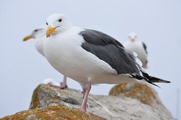 seagull on rock