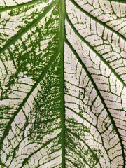 Close up view of Alocasia White Christmas Caladium leaf with natural green veins pattern and tinges. Selective focus.
