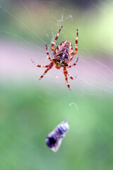 Spider-cross with its prey - a fly wrapped in a web. Wild animals.