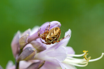 Spider-cross on hosta flowers. Wild animals.