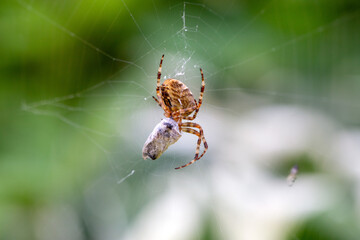 Spider-cross with its prey - a fly wrapped in a web. Wild animals.