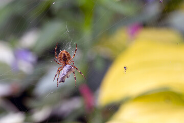 Spider-cross with its prey - a fly wrapped in a web. Wild animals.