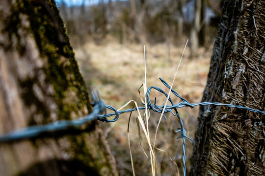 barbed wire fence
