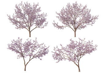 Fototapeta premium Tree on a transparent background 