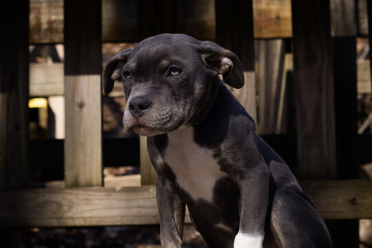 dog portrait