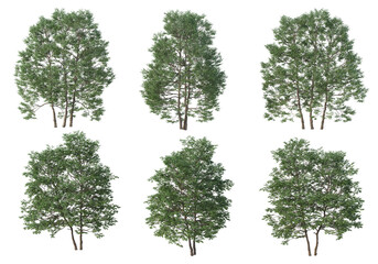 Tree on a transparent background
