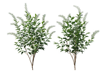 Shrubs and flower on a transparent background
