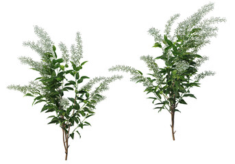 Obraz premium Shrubs and flower on a transparent background 
