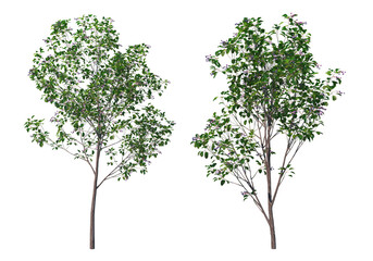 Obraz premium Tree on a transparent background 