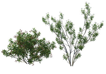 Obraz premium Shrubs and flower on a transparent background 