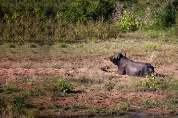 Fototapeta premium A brown buffalo resting on the shore of a lake in the African savannah, this animal that is very attractive for safaris is also one of the five big ones in Africa.