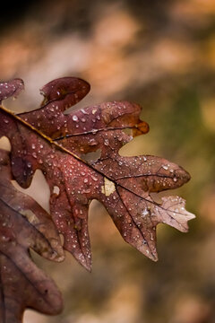 autumn leaf with water drops