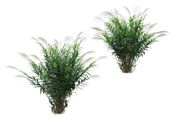 Tropical plants on a transparent background
