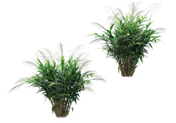 Tropical plants on a transparent background
