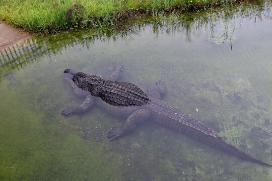 alligator in the water