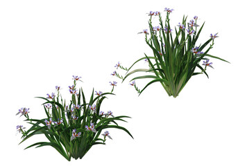 Tropical plants on a transparent background
