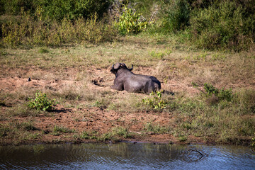 Specimen of the brown buffalo resting on a lakeside esplanade in the African savannah, where the African wildlife lives and is one of Africa's big five.