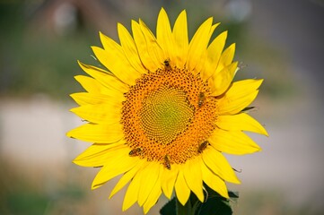 Fototapeta premium Summer Sunflowers in Umbria Italy