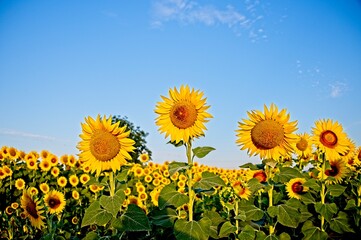 Fototapeta premium Summer Sunflowers in Umbria Italy