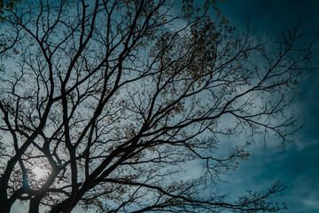 A big tree that sheds its leaves in summer leaving dry branches against a blue sky and the glare of the sun