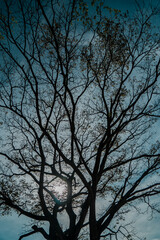 A big tree that sheds its leaves in summer leaving dry branches against a blue sky and the glare of the sun