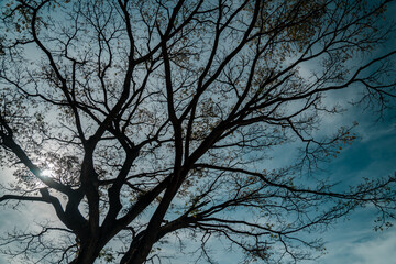 A big tree that sheds its leaves in summer leaving dry branches against a blue sky and the glare of the sun