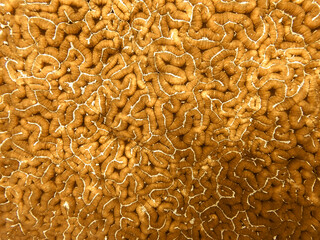 Close up of brain coral, hard coral texture, Koh Tao coral reefs, abstract coral background pattern