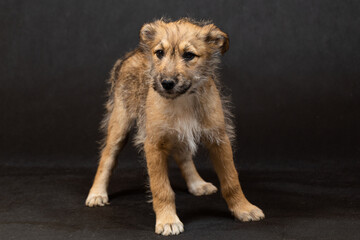 Portrait of a funny red puppy in the studio on a black background. The puppy is strange and clumsy,...