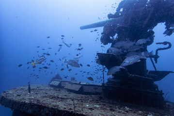A shipwreck gun on the front of a sunken US Navy War Ship in Thailand, Koh Tao Island, MS Suttakut