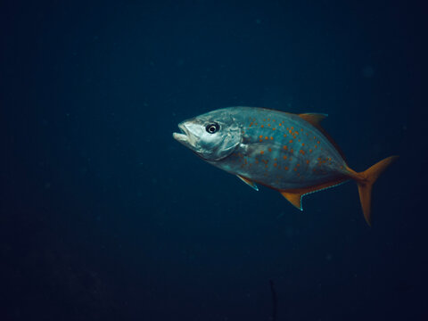 A golden trevally on a clean dark blue background in the ocean of Koh Tao Island, Thailand diving