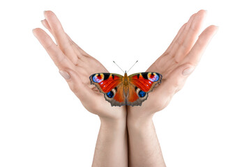 A beautiful butterfly sits on a woman's palm. Butterfly and palm isolated on white background. Concept for design.