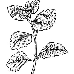 Hand drawn Mint Leaves
