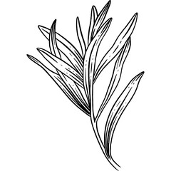 Hand drawn Tarragon Leaves