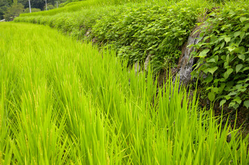 棚田百選に選定された両合棚田
