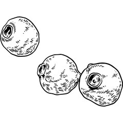 Hand drawn Allspice